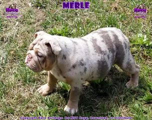 Rare Color Chart | Rare Bulldogs | Masters Of Color